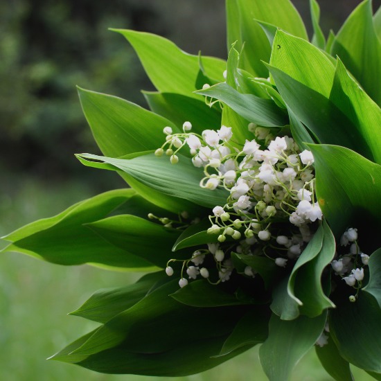 Let’s celebrate Lily of the Valley!