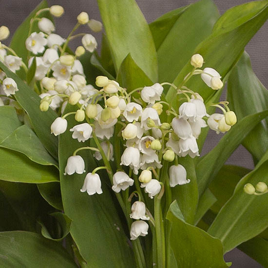 Lily-of-the-valley Planter 2