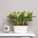 Lily-of-the-valley Planter 3