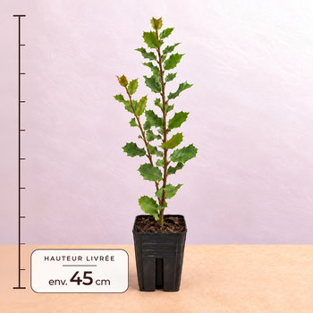 Chêne vert en godet, environ 45 cm
