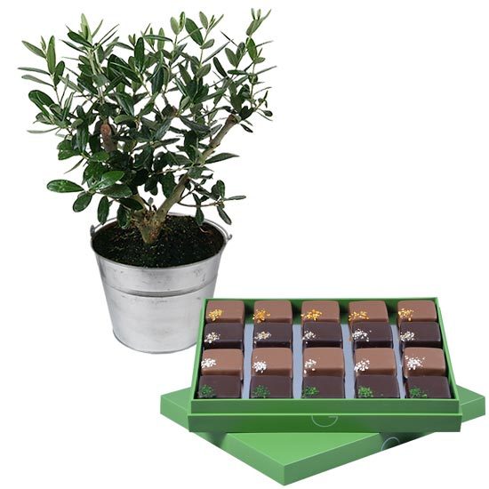 Olive-tree and Chocolates