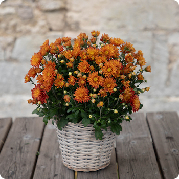 Potée de pomponettes petit modèle - plante fleurie pour la Toussaint