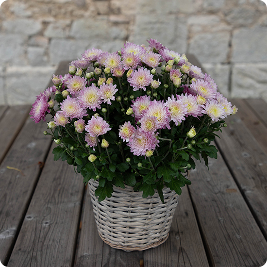 Potée de pomponettes petit modèle - plante fleurie pour la Toussaint 3