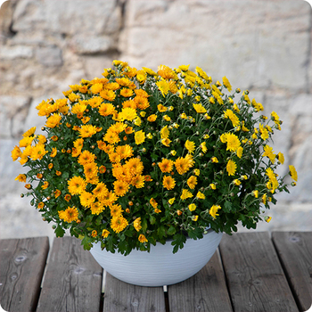 Livraison sur tombe par un fleuriste du réseau 123fleurs