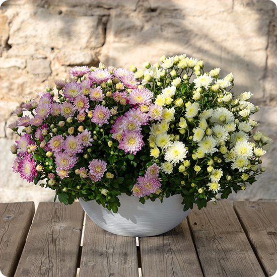 Livraison sur tombe par un fleuriste du réseau 123fleurs 4
