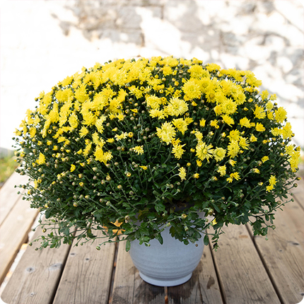 Chrysanthème pomponnette pour cimetière 3