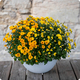 Chrysanthème pomponnette pour cimetière