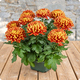 Chrysanthemum - All Saints’ Day