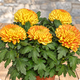 Chrysanthemum - All Saints’ Day