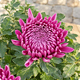 Chrysanthemum - All Saints’ Day