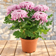 Chrysanthemum - All Saints’ Day