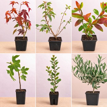 Collection des 6 arbres en godet : érable du Japon, cerisier à fleurs, grenadier nain, figuier, chêne vert et eucalyptus, arbres à offrir