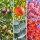 Collection des 6 arbres à offrir : un de chaque variété 2