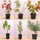 Collection des 6 arbres à offrir : un de chaque variété