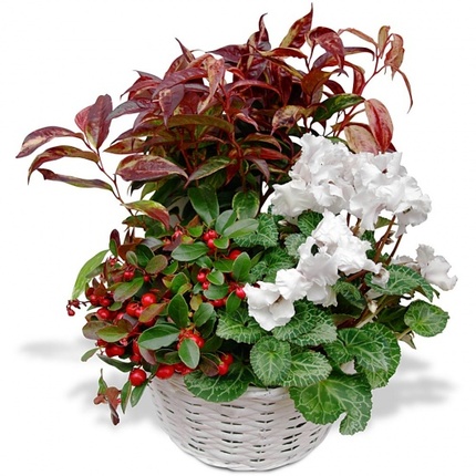 Commémoration composition de plantes deuil