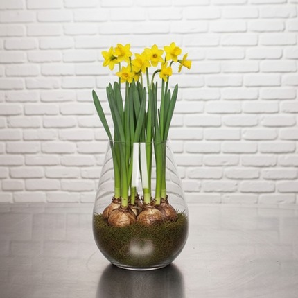 Composition de jonquilles en cache-pot - Cadeau Fête des Grands-Mères