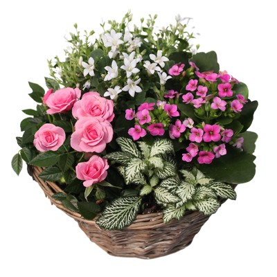 Fleurs Deuil - Livraison de fleurs pour enterrement | Aquarelle