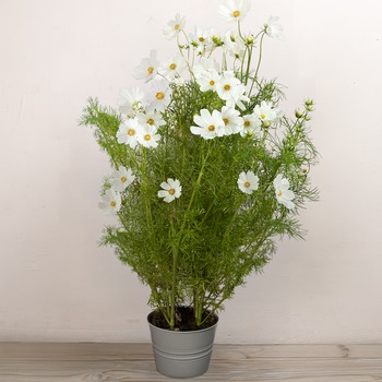 Cosmos 
