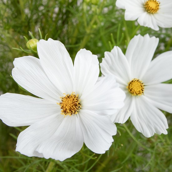 Cosmos  3