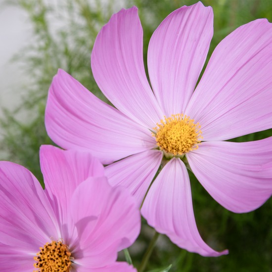 Cosmos  4
