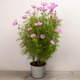 Cosmos  2