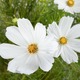 Cosmos  3