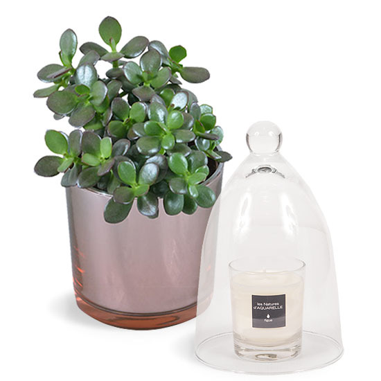 Succulent Plant and Scented Candle