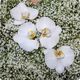 Baby's Breath and Orchid Funeral Cross – A pure and timeless tribute 2
