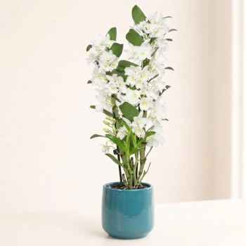 Dendrobium Nobile 