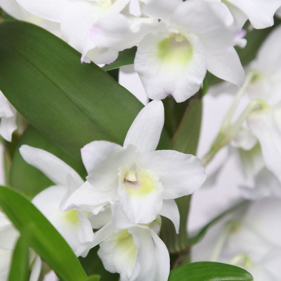 White dendrobium orchid 2