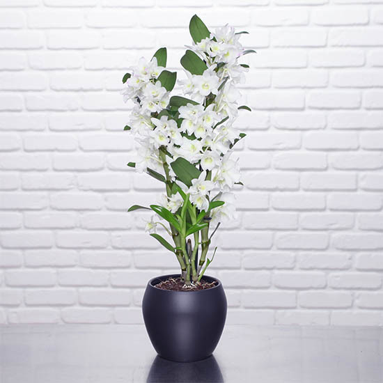 White dendrobium orchid