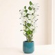 Dendrobium Nobile