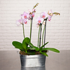 Duo de phalaenopsis rose pâle