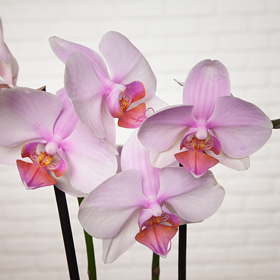 Duo de phalaenopsis rose pâle 2