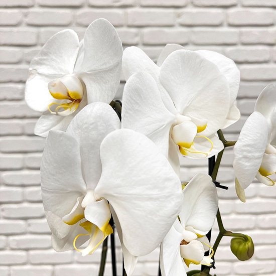 Elegant white orchids 2