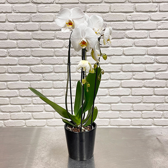 Elegant white orchids