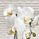 Élégante orchidée blanche 2