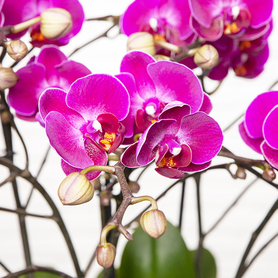 Elégante orchidée violette 2