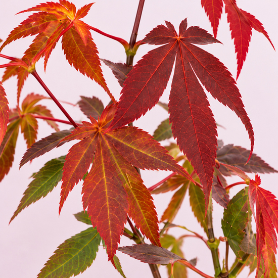  Érable du Japon 'Atropurpureum' en godet, jeune plant au feuillage pourpre et rouge orangé, hauteur environ 40 cm godet compris 4