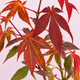 Érable pourpre du Japon à planter ou à offrir 4