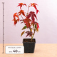 Érable pourpre du Japon à planter ou à offrir
