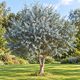 Eucalyptus Gunnii en godet - à offrir ou à planter 3