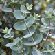 Eucalyptus Gunnii en godet - à offrir ou à planter 4