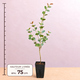 Eucalyptus Gunnii en godet - à offrir ou à planter
