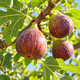 Figuier 'Brown Turkey' en godet, jeune plant à grandes feuilles lobées, hauteur environ 80 cm godet compris 4