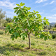 Figuier 'Brown Turkey' en godet, jeune plant à grandes feuilles lobées, hauteur environ 80 cm godet compris 4