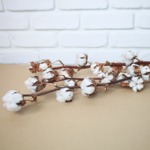 1 botte de Fleurs de coton (3 tiges) hauteur: 60-65 cm