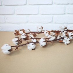 1 botte de Fleurs de coton (3 tiges)<br>hauteur: 60-65 cm