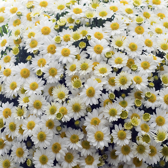 Fleurs Toussaint Chrysanthème pomponette blanc 2