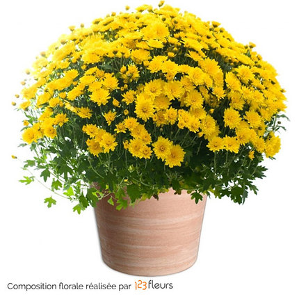 All Saints' Day flowers yellow pomponette chrysanthemums